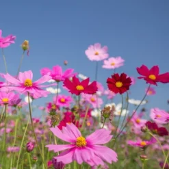 DOWNYPAWS - Graines de fleurs cosmos multicolores, environ 110 graines par paquet, 5 paquets