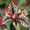 DOWNYPAWS - Graines de fleurs orchidée à rayures rouge 100 grains * 5 sachets