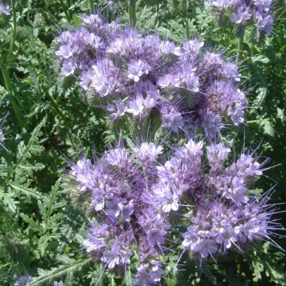 DOWNYPAWS - Graines de fleurs, graines de torénia à ailes bleues, environ 500 graines par paquet, 5 paquets