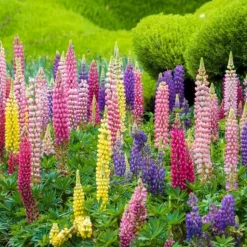 DOWNYPAWS - Graines de fleurs, graines de lupin à couleurs mixtes, environ 50 graines par paquet, 5 paquets