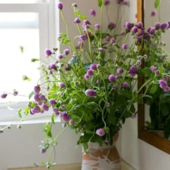 DOWNYPAWS - Graines de fleurs gomphrena globosa couleurs mélangées environ 200 grains * 5 sachets