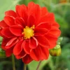 DOWNYPAWS - Graines de fleurs dahlia pinnata couleurs mélangées environ 150 grains * 5 sachets