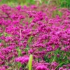DOWNYPAWS - Graines de fleurs, graines de silène armeria violettes, environ 2000 graines par paquet, 5 paquets