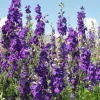 DOWNYPAWS - Graines de fleurs consolida ambigua couleurs mélangées environ 350 grains * 5 sachets
