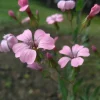 DOWNYPAWS - Graines de fleurs, graines de vaccarie rose, environ 150 graines par paquet, 5 paquets