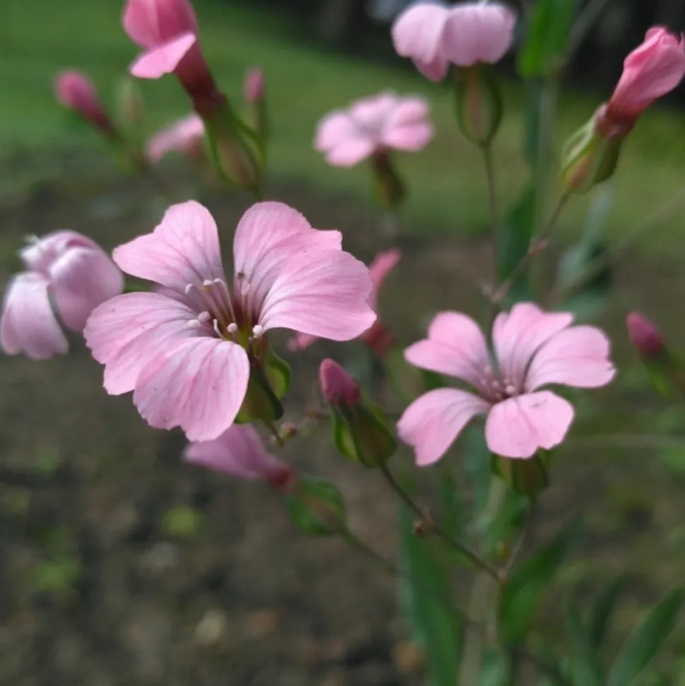 DOWNYPAWS - Graines de fleurs, graines de vaccarie rose, environ 150 graines par paquet, 5 paquets