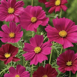 DOWNYPAWS - Graines de fleurs cosmos bipinnatus 100 grains * 5 sachets