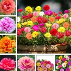 DOWNYPAWS - Graines de fleurs, graines de tournesol multicolores, environ 10 000 grains par paquet, 5 paquets
