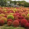 DOWNYPAWS - Graines de kochia scoparia trichophylla à deux couleurs environ 1000 graines par paquet, 5 paquets