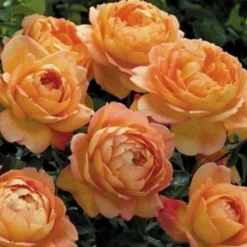 DOWNYPAWS - Graines de rosier grimpant lady of charlotte (100 comprimés)