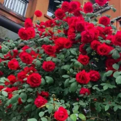 DOWNYPAWS - Graines de rosier grimpant rouge (100 comprimés)