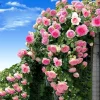 DOWNYPAWS - Graines de rosier grimpant rose (100 comprimés)