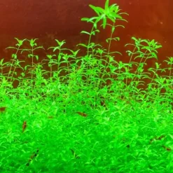 DOWNYPAWS - Graines d'herbe aquatique hemianthus micranthemoides