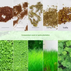 DOWNYPAWS - Graines d'herbe aquatique eleocharis parvula