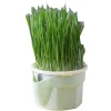 DOWNYPAWS - Herbe à chat hydroponique sans sol - pour combattre les boules de poils snack pour chat