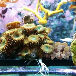 DOWNYPAWS - Médias filtre aquarium 15 en 1 - 500g
