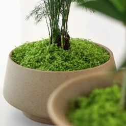 DOWNYPAWS - Mousse artificielle à grains fins pour gazon en pot 50 g vert foncé