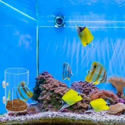 DOWNYPAWS - Plateau d'alimentation avec ventouse pour aquariums