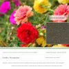 DTOPBUYAGE - Dtopbuyage - graines de tournesol 10 000