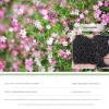 DTOPBUYAGE - Dtopbuyage - graines de gypsophile 200 gélules
