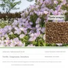 DTOPBUYAGE - Dtopbuyage - graines d'onagre 10 000 gélules