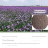 DTOPBUYAGE - Dtopbuyage - graines de verveine 1000 gélules