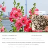 DTOPBUYAGE - Dtopbuyage - graines de rose trémière 100 gélules