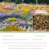 DTOPBUYAGE - Dtopbuyage - graines de fleurs sauvages 200 capsules