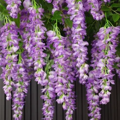 DTOPBUYAGE - Fleurs artificielles de glycine et de cassia fistula pour décoration du plafond violet*2 dtopbuyage
