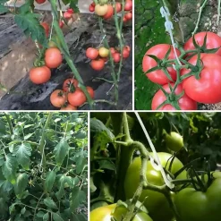 DTOPBUYAGE - Lot de 50 pinces à tomates en j 13cm dtopbuyage
