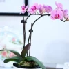 DTOPBUYAGE - Supports pour orchidées papillon support 30cm 10 pièces dtopbuyage