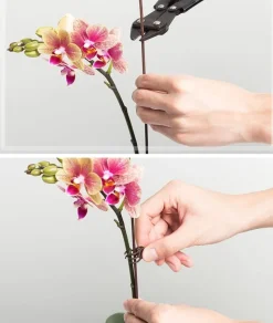 DTOPBUYAGE - Supports pour orchidées papillon support 30cm 10 pièces dtopbuyage