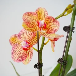 DTOPBUYAGE - Supports pour orchidées papillon support 40cm 10 pièces dtopbuyage