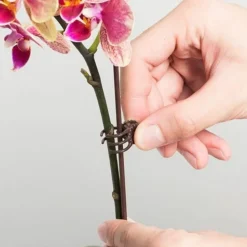 DTOPBUYAGE - Supports pour orchidées papillon support 40cm 10 pièces dtopbuyage