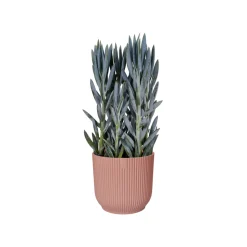 ELHO - Cache-pot 