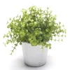 EMERALD - Eucalyptus, dans pot blanc Ø 10 cm