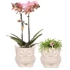 Ensemble de plantes chouette pot ornemental nude - ensemble avec orchidée phalaenopsis treviso & rhipsalis