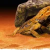 EXO TERRA - Cachette reptile grotte tres grand