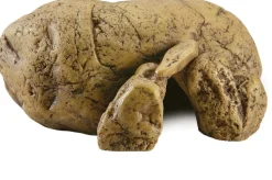 EXO TERRA - Cachette reptile grotte grand