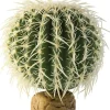 EXO TERRA - Décoration plante cactus oursin petit