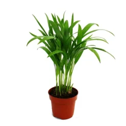 EXOTENHERZ - Areca - chrysalidocarpus lutescens - palmier aux fruits dorés en pot de 12cm