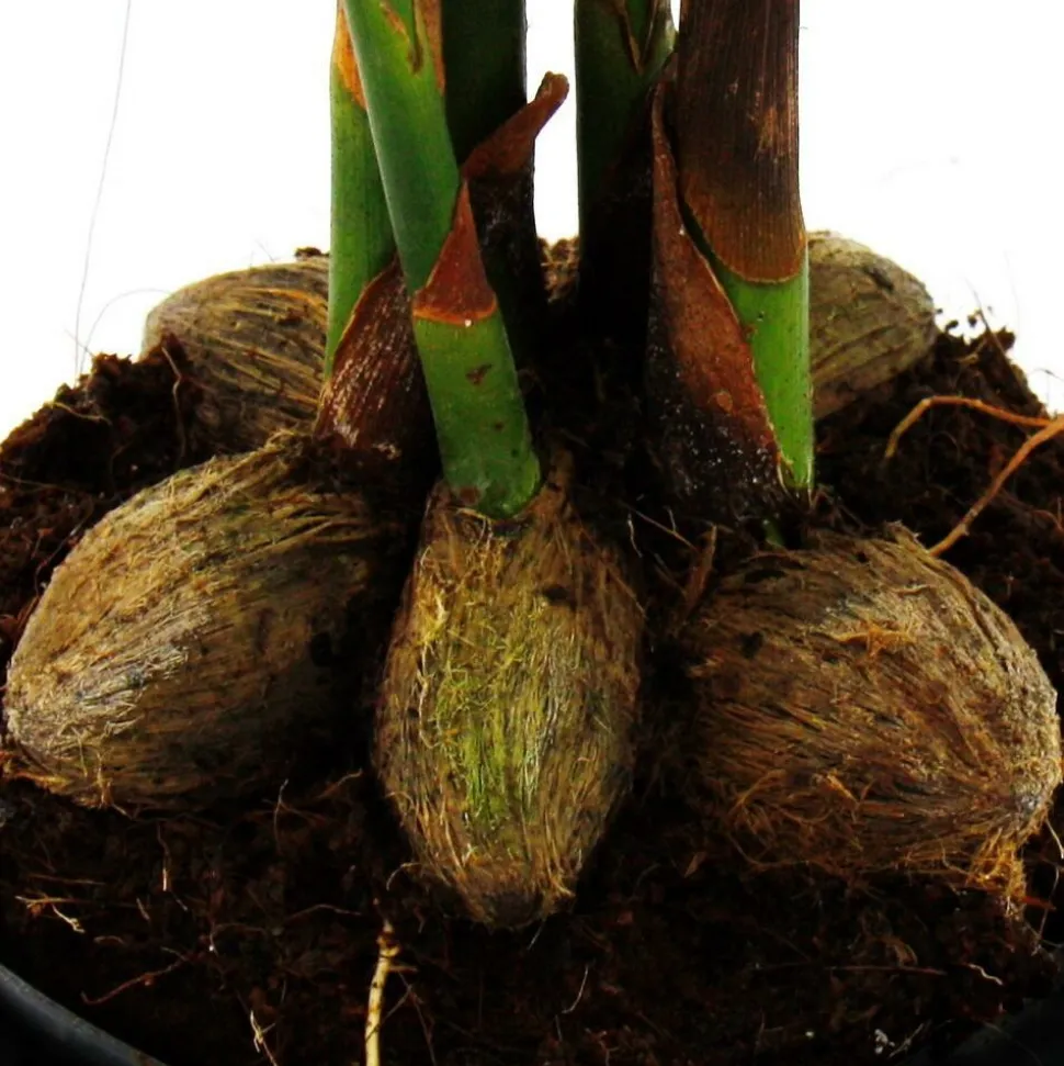 EXOTENHERZ - Betelnusspalme - areca catechu - zimmerpalme - betelpalme - 12cm topf