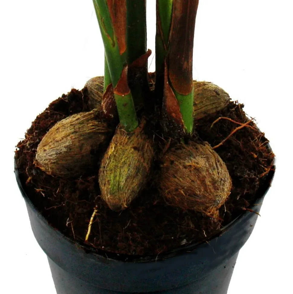 EXOTENHERZ - Betelnusspalme - areca catechu - zimmerpalme - betelpalme - 12cm topf