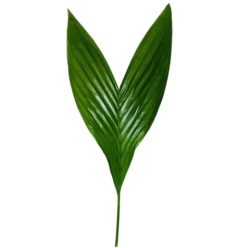 EXOTENHERZ - Betelnusspalme - areca catechu - zimmerpalme - betelpalme - 12cm topf