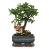 EXOTENHERZ - Bonsaï orme chinois - ulmus parviflora - ca. 6 ans - forme sphérique