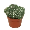 EXOTENHERZ - Cactus paysan echinopsis multiplex cactus facile à entretenir avec de superbes fleurs 12cm