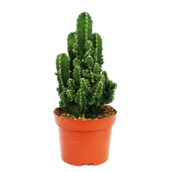 EXOTENHERZ - Cereuis floridianus - doigt vert - en pot de 12cm