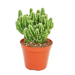 EXOTENHERZ - Cereus floridianus - doigts verts - dans un pot de 5,5 cm