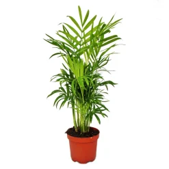 EXOTENHERZ - Chamaedorea elegans - palmier de montagne - 3 plantes