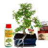 EXOTENHERZ - Coffret bonsaï bonsaï "ulmus" - orme de chine - env. 8 ans - set débutant